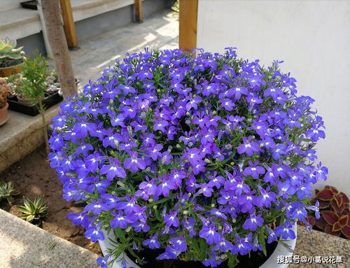 喜欢玫瑰,不如养盆 精品月季 摩纳哥公爵,种植容易,开花爆盆