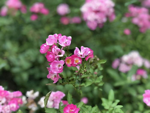 赴春之约,等风等花等你来