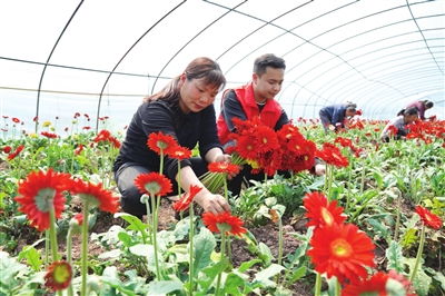 鲜花经济 助农增收