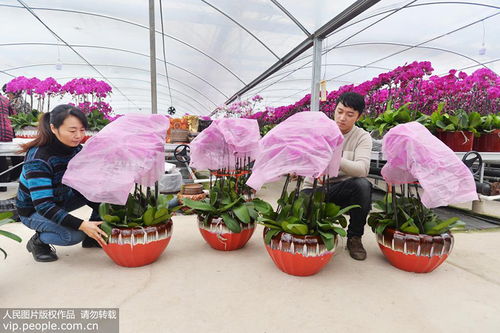 江苏镇江 规模化花卉种植促就业