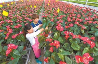 花卉种植助力乡村振兴