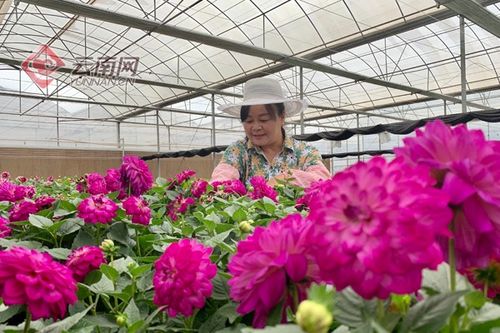 晋宁花卉种植促增收 花农大姐都唱起来啦 鲜花铺满小康路