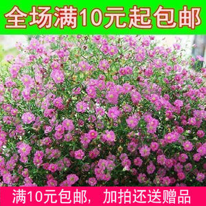 花籽【满天星花种子粉色20粒】观赏花卉阳台庭院盆栽种植