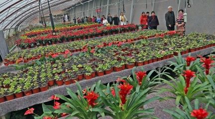 蔬菜大棚种植什么最赚钱?-