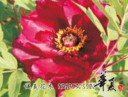 基地图片 公司相册 山东菏泽诚美花木种植专业合作社