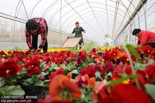 安徽濉溪 花卉种植富农家