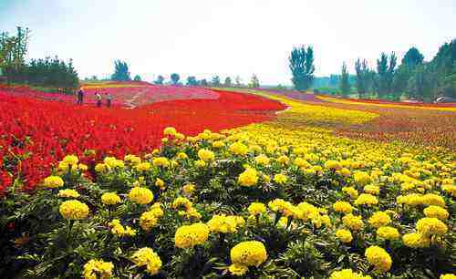 潍坊青州倾力打造花卉产业 年产花卉逾2000万株 图