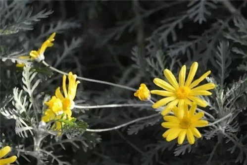 19元起 北京丰台世界花卉大观园2000种植物与你邂逅