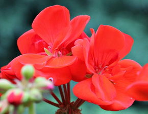 天竺葵,红色,开花,花,厂,盛开,性质,花园,花瓣,观赏植物,floristry,storchschnabel温室,床上用品厂,阳台植物,观赏花