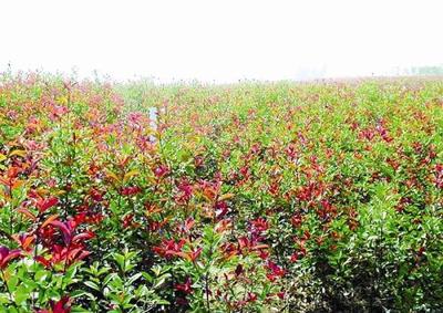 广州花卉种植基地