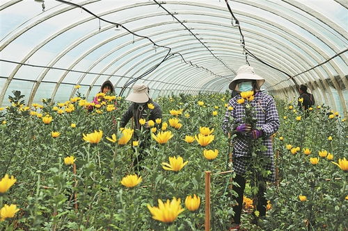 开远市羊街乡 花卉产业铺就 花 样致富路