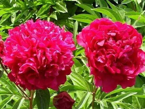 精品芍药种植销售基地价格 精品芍药种植销售基地厂家批发 