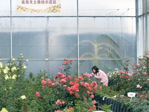 品牌如何助力 云品 出滇