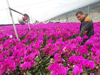 【永立潮头--庆祝改革开放40年·出彩永城篇】风吹麦浪话巨变 “面粉之城”写新篇