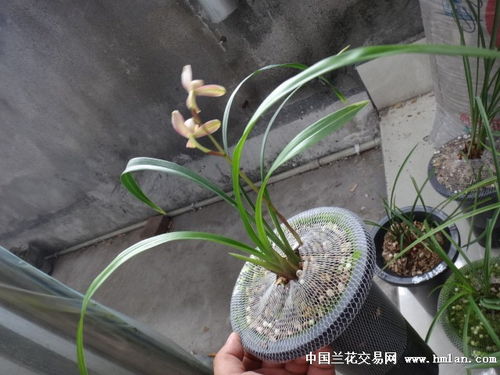 建兰精品红花梅瓣 出连带水晶艺带花