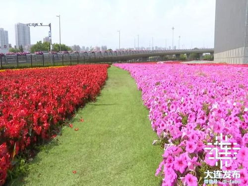 大连一座街边花园全新亮相