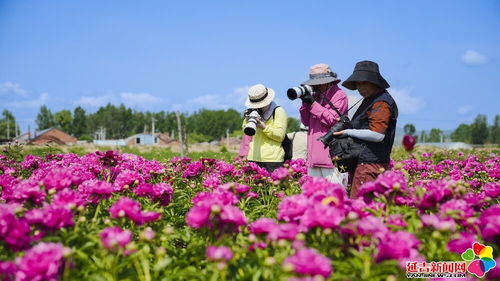 浩园花卉园牡丹芍药盛放 花海美景醉游人