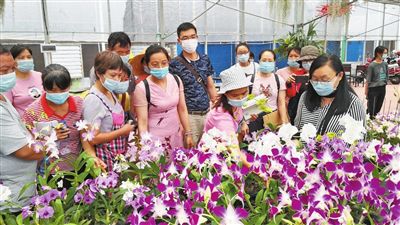 珠海政务 探索康养花卉产业发展新路 珠海市举办花卉种植技术交流分享活动