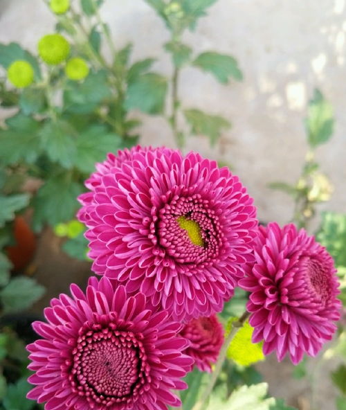 别养绿萝吊兰了,此新型盆栽花卉,花形可爱,花期长,更值得拥有