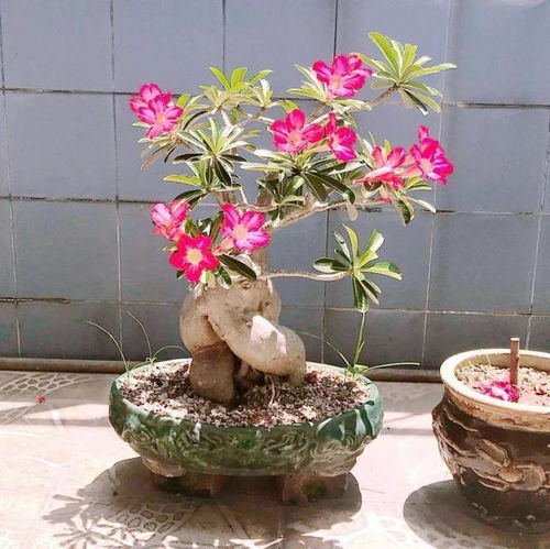 5种 吉利花 ,建议用小盆养,大盆易烂根,小盆易出 精品