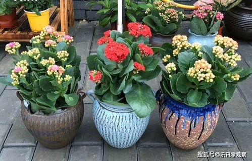 家里不要乱养花 6种养人花,吸废气制氧气,还有旺家的好寓意
