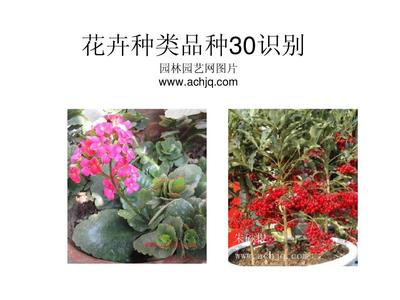 花卉识别图PPT