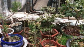 花卉种植从泡澡到开花