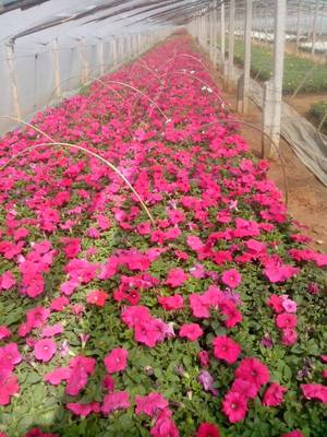 矮牵牛种植基地 矮牵牛批发价格