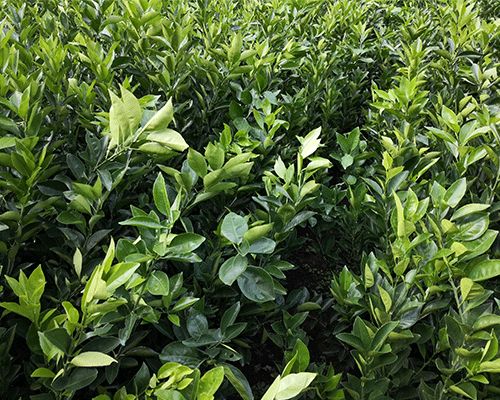 湖南千思农林公司 多图 纽荷尔脐橙厂家直销 纽荷尔脐橙高清图片 高清大图