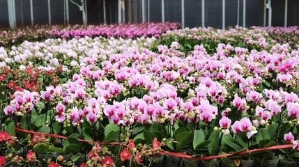 新春走基层丨逛花街,购年花!广州花卉绽放“美丽经济”