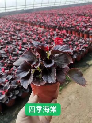 四季海棠供应商青州天一花卉种植地