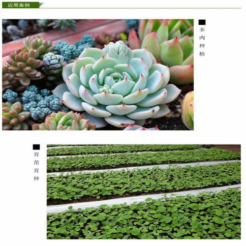 营养土种菜种花多肉绿萝肥料花土发财树盆栽种植土有机土通用10斤