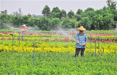 海南海口:花卉苗木种植正在成为生态经济