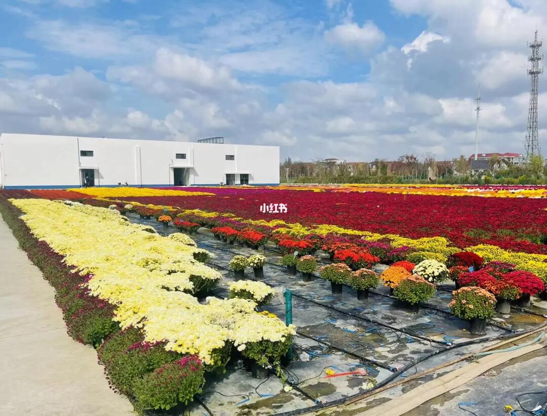 球菊花海-上海崇明花卉基地