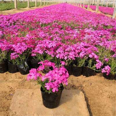 观赏花卉芝樱花种植基地 芝樱花小苗批发价格 芝樱花行情