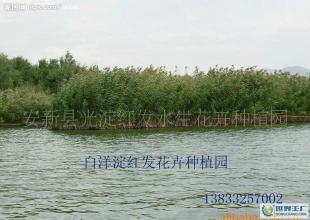 黑龙江芦苇苗价格_黑龙江芦苇苗厂家_世界工厂网产品信息库