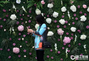 杭州 千种精品花绽放都市花卉节