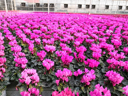 城建年宵花 走进千万家