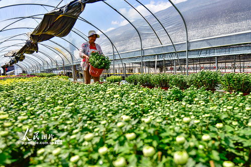 山东青州 花卉种植助增收