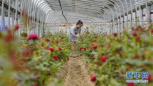 河北滦州 特色花卉种植促增收